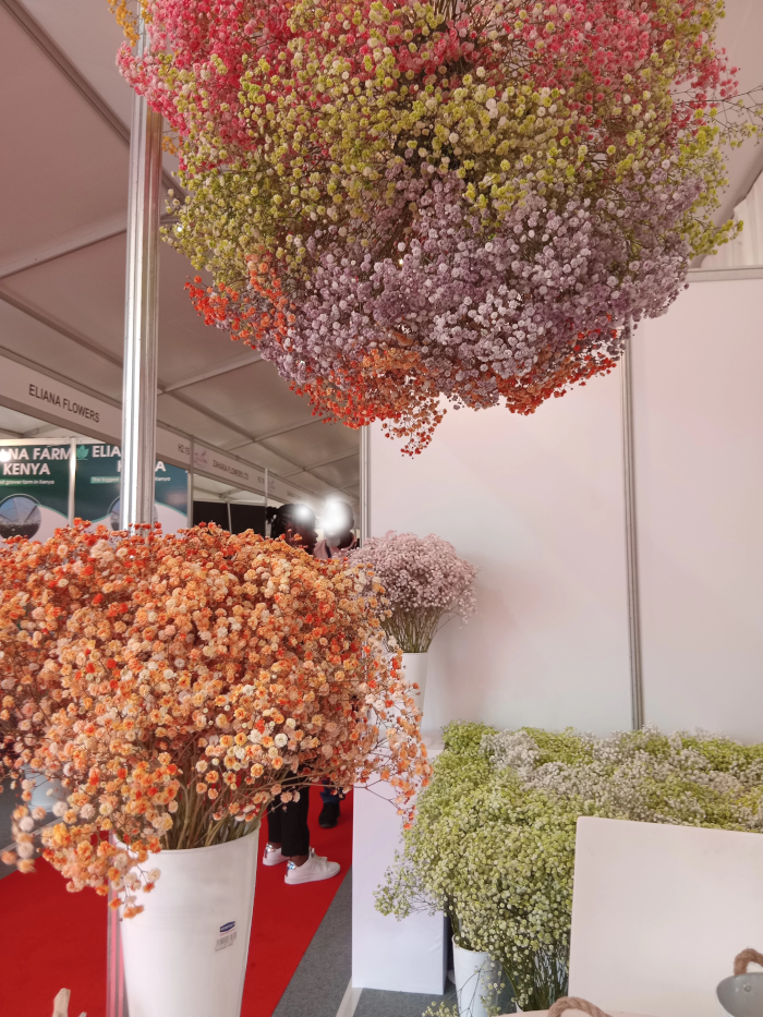 Pink Tinted Gypsophila